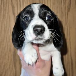 Dachshunds from Royal King’s Mini Dachshunds