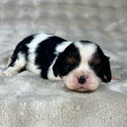 Georgette - Tri-color female Cavalier King Charles Spaniel puppy in Bedias, Texas from JSK Aussie and Cavaliers