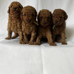Poodle Puppies from Sakura Poodles