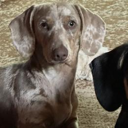 Dachshunds from Meg’s Mini Doxies