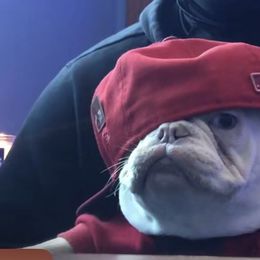 French Bulldog All Grown Up from San Juan Frenchies