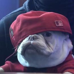 French Bulldog All Grown Up from San Juan Frenchies