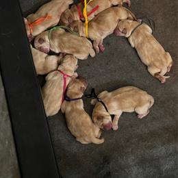 Black Collar Male - Yellow male Labrador Retriever puppy in Kissimmee, Florida from SunState Labs