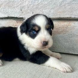 Ricky - Black tri-color male Australian Shepherd puppy in Loda, Illinois from Pilcher Farms