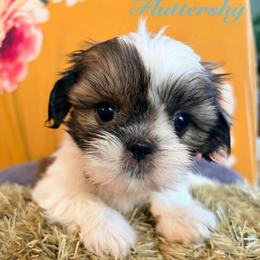 Fluttershy - Black gold and white female Shih Tzu puppy in Hemet, California from Aloha Shih Tzu