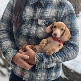 AKC Meet Pumpkin :) - Cream male Dachshund puppy in Centerville, Iowa from Barnyard Dachshunds, Dals & Doodles