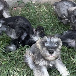 Miniature Schnauzers from Sissy’s Schnauzers