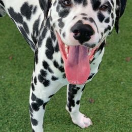 Dalmatians from Solomon’s Dalmatians of South Georgia