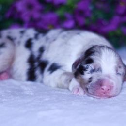 Thunder - Blue merle male Australian Shepherd puppy in Easton, Missouri from MMA Kennel