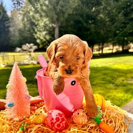 Blue girl - Red  female Goldendoodle puppy in Kitsap County, Washington from Amazing Grace Doodles