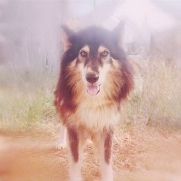 Yuka - male Native American Indian Dog puppy in Green Creek, North Carolina from NAID Preservation Project: Corn Moon Medicine Dogs