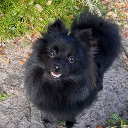 Pomeranians from Lorberau Legacy Poms