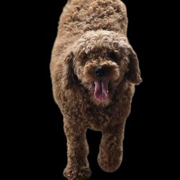 Lil Drama - Goldendoodle