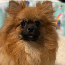 Gia - Pomeranian