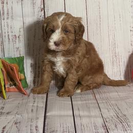 Caramel Boy - Caramel male Australian Labradoodle puppy in Saint Louis, Missouri from Gateway Australian Labradoodles