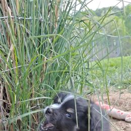 Toy Australian Shepherd Puppies from Honeybee Haven's Toy Aussies