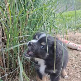 Toy Australian Shepherd Puppies from Honeybee Haven's Toy Aussies