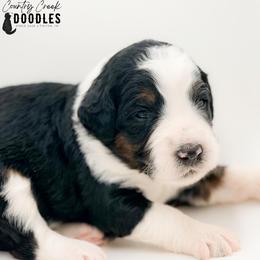 Hoosier - female Australian Mountain Doodle puppy in Tipton, Indiana from Country Creek Doodles