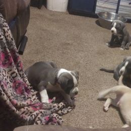 American Bully Puppies from Johnson Bully Breeders