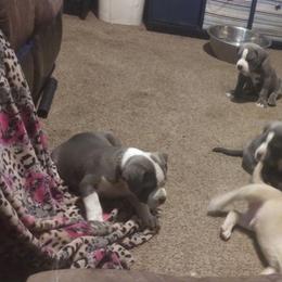 American Bully Puppies from Johnson Bully Breeders