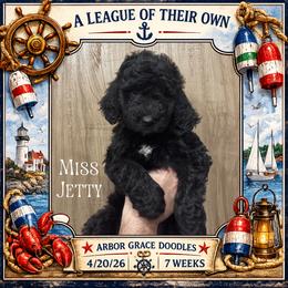 Jetty - Black female Goldendoodle puppy in North Conway, New Hampshire from Arbor Grace Doodles