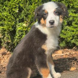 Refund- black tri male 7 - Black tri-color male Australian Shepherd puppy in Chehalis, Washington from Wandering Acres Ranch
