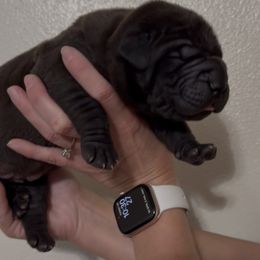 Blue collar - Brown male Boerboel puppy in Rockford, Illinois from Adoraboerboels