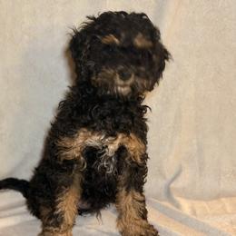 Cockapoo and Goldendoodle Puppies from Jax Doodles