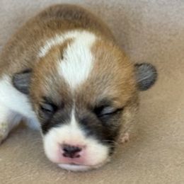 Girl 2 - Fawn female Pembroke Welsh Corgi puppy in Huntington Beach, California from Gingerbread