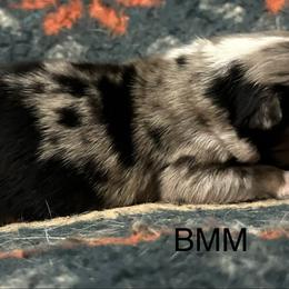 Australian Shepherd, Dachshund, and Jack Russell Terrier Puppies from Tuff Country Farm
