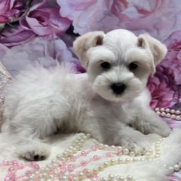 Dolly - Wheaten female Miniature Schnauzer puppy in San Augustine, Texas from My Little Schnauzer Pals