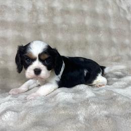 Slinky - Tri-color male Cavalier King Charles Spaniel puppy in Bedias, Texas from JSK Aussie and Cavaliers