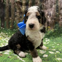 Linus Blue Boy - Tri-color male Bernedoodle puppy in The Woodlands, Texas from Gracie's Goldendoodles and Bernedoodles