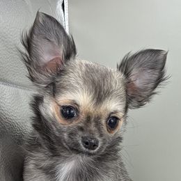 Sue - Black sabled fawn female Chihuahua puppy in Westport, New York from Chantilly chihuahuas