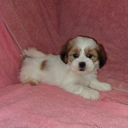 Girl 2 - Parti female Lhasa Apso puppy in Norman, Oklahoma from Steve's Puppies