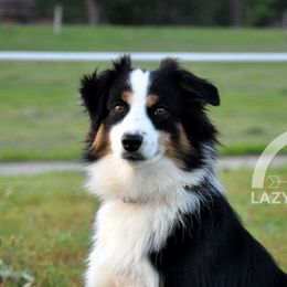 Zuma - Miniature Australian Shepherd