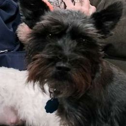 Miniature Schnauzers from A&W Miniature Schnauzers