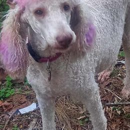Poodles from Rodney Miller's Poodles