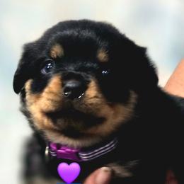 Girl 2 - Black and mahogany female Rottweiler puppy in Live Oak, Florida from K&R RANCH KENNELS
