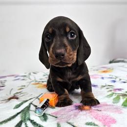 Chocolate and tan male (orange) - Chocolate and tan male Dachshund puppy in Belle Rive, Illinois from Akin's Miniature Dachshunds, LLC