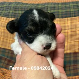 Miniature Schnauzer Puppies from Alves Miniature Schnauzers
