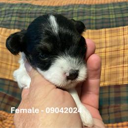 Miniature Schnauzer Puppies from Alves Miniature Schnauzers