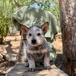Creede - Blue male Australian Cattle Dog puppy in Sahuarita, Arizona from A2 Australian Cattle Dogs
