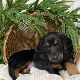 Dachshund Puppies from Down The Hill Potterdale