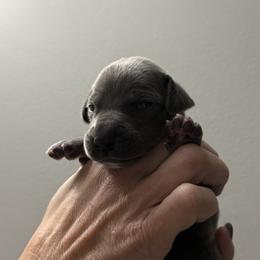 Great Dane All Grown Up from Dream Danes House of Cambridge Great Danes