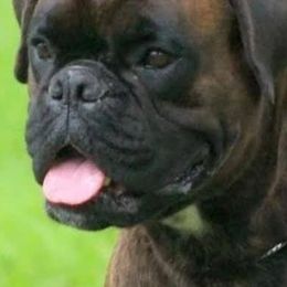 Boxers from Laelaps Boxers