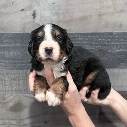 Red Collar Female - Black rust and white female Bernese Mountain Dog puppy in Collinsville, Texas from Berner Dynasty