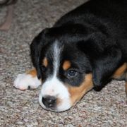 Entlebucher Mountain Dog Puppies from Excel-Entlebuchers