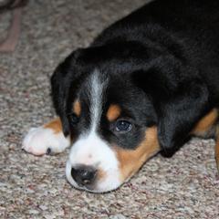 Entlebucher Mountain Dog Puppies from Excel-Entlebuchers