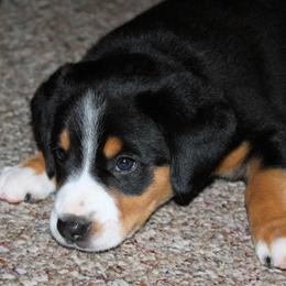 Entlebucher Mountain Dog Puppies from Excel-Entlebuchers